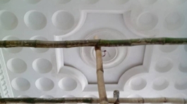 POP Flower Designs With Cornice